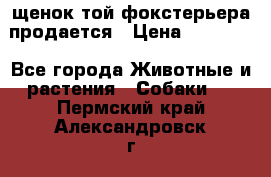 щенок той-фокстерьера продается › Цена ­ 25 000 - Все города Животные и растения » Собаки   . Пермский край,Александровск г.